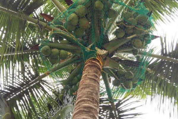 Coconut Tree Safety Nets Fixing In Bangalore Call 9900767340 For Same Day Installation